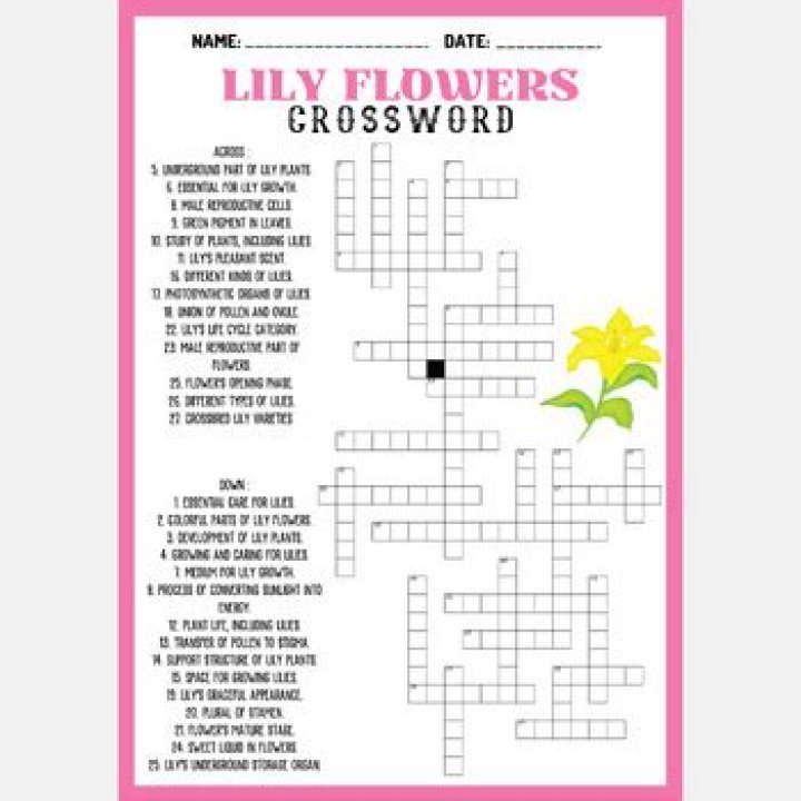 Variety of lily crossword clue NYT